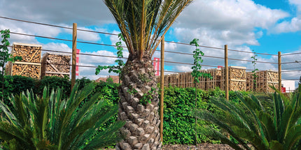 Phoenix canariensis XXL  Uniek in Belgie