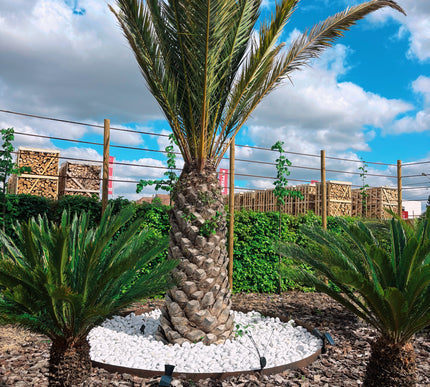 Phoenix canariensis XXL  Uniek in Belgie