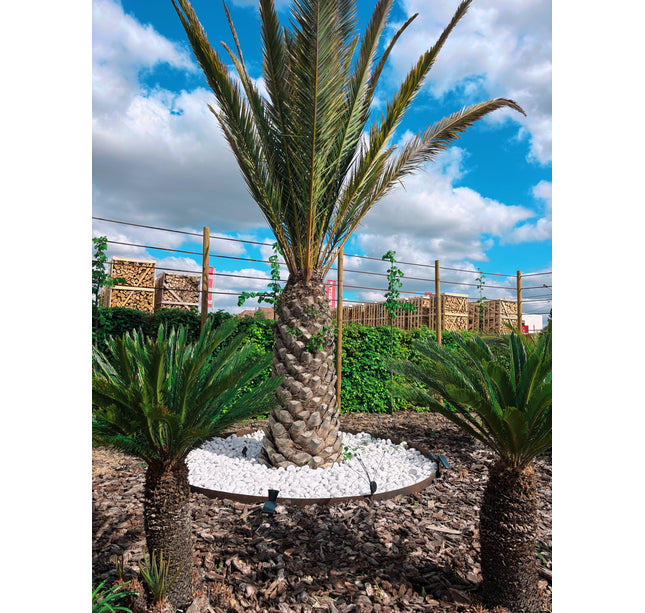Phoenix canariensis XXL  Uniek in Belgie