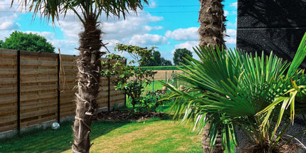 Trachycarpus Fortunei 80/100cm