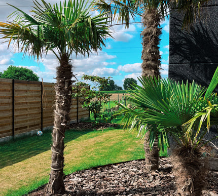 Trachycarpus Fortunei 80/100cm