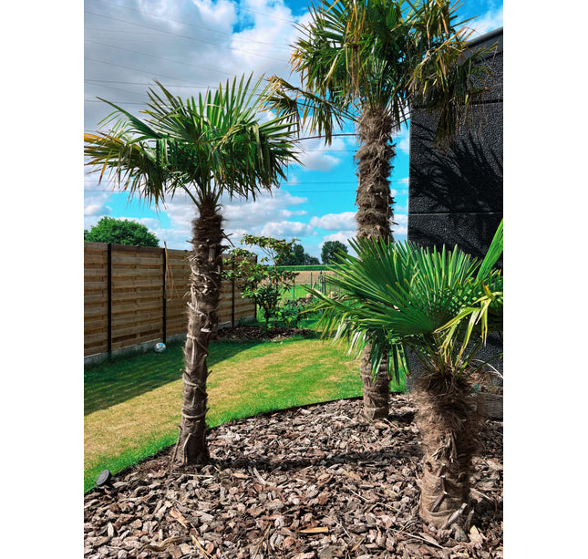 Trachycarpus Fortunei 80/100cm