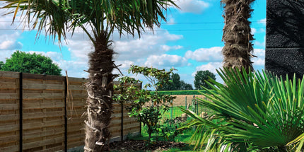 Trachycarpus fortunei 180/200cm