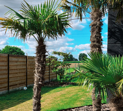 Trachycarpus fortunei 180/200cm