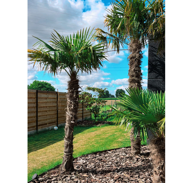 Trachycarpus fortunei 180/200cm