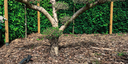 Olea Europaea Young Skin PonPon