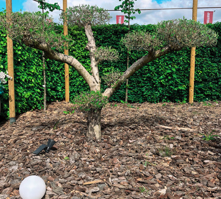 Olea Europaea Young Skin PonPon