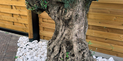 Olijfboom Olea Europaea L 120/140 cm