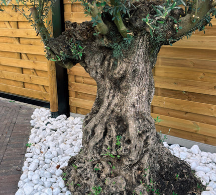 Olijfboom Olea Europaea L 120/140 cm