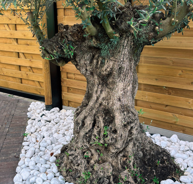 Olijfboom Olea Europaea L 120/140 cm