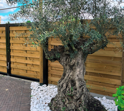 Olijfboom Olea Europaea XL 160/180 cm