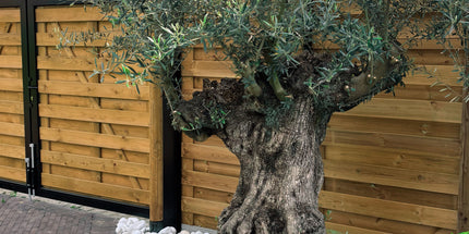 Olijfboom Olea Europaea L 120/140 cm