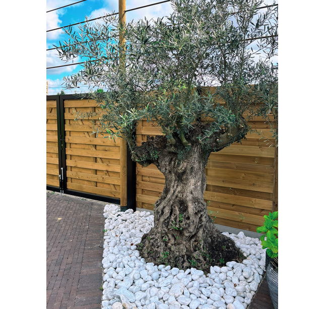 Olijfboom Olea Europaea L 120/140 cm