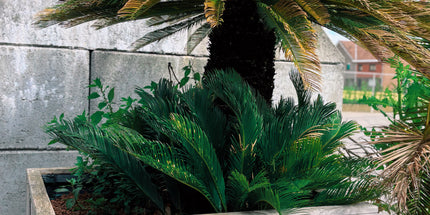 Cycas revoluta - 185cm hoog