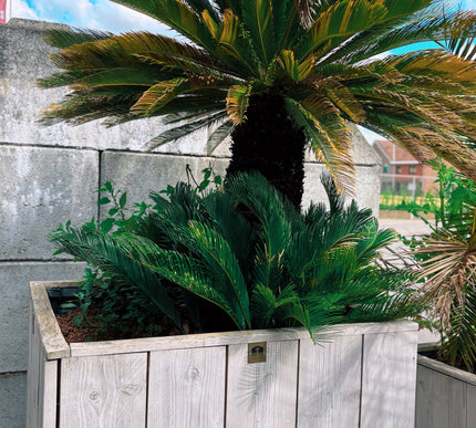 Cycas revoluta - 185cm hoog