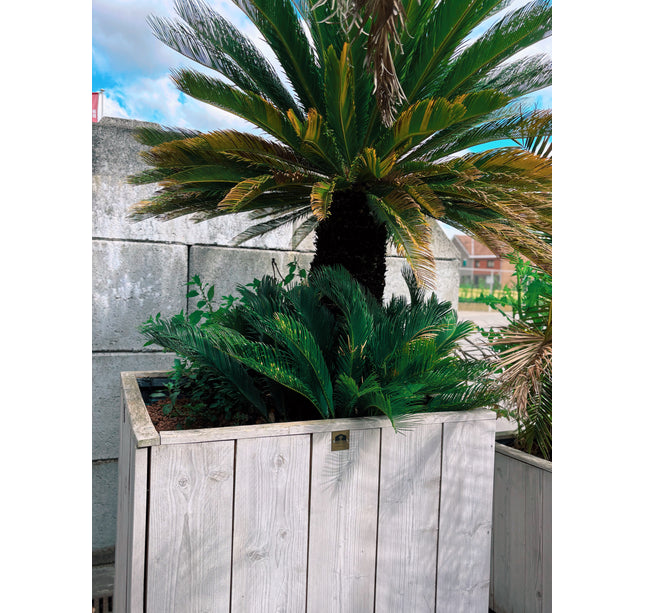 Cycas revoluta - 185cm hoog
