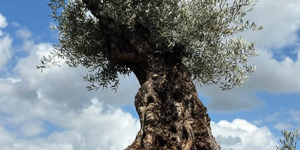 Olijfboom Olea Europaea - 250/270 cm