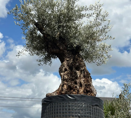 Olijfboom Olea Europaea - 250/270 cm