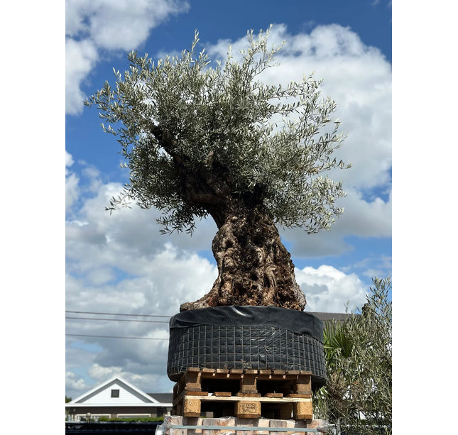 Olijfboom Olea Europaea - 250/270 cm