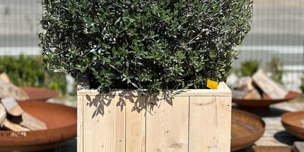 Olijfbol 70/90 + pot 70x70x70 in steigerhout