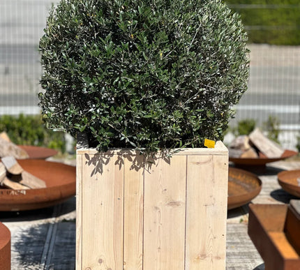 Olijfbol 70/90 + pot 70x70x70 in steigerhout