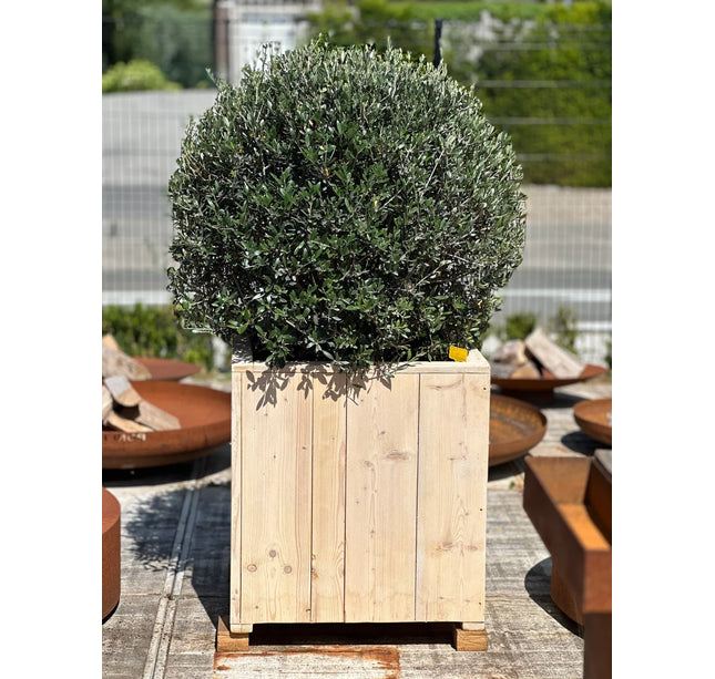 Olijfbol 70/90 + pot 70x70x70 in steigerhout