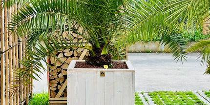 Phoenix canariensis in steigerhout pot
