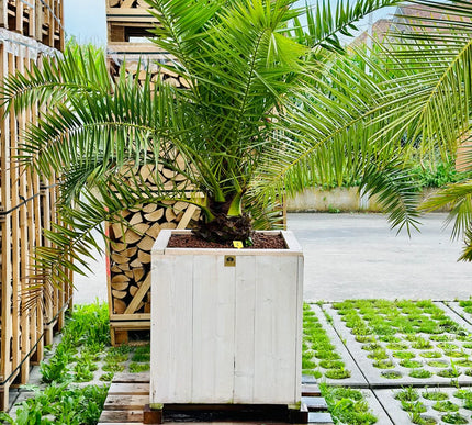 Phoenix canariensis in steigerhout pot