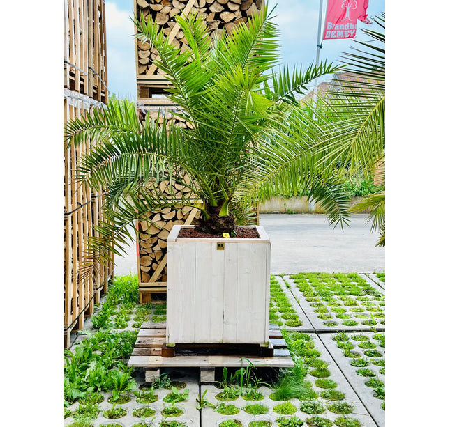Phoenix canariensis in steigerhout pot