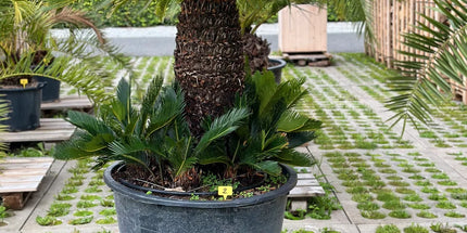 Cycas revoluta - 185cm hoog