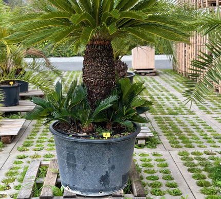 Cycas revoluta - 185cm hoog
