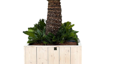 Cycas revoluta - 225cm hoog - in steigerhout pot