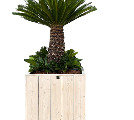 Cycas revoluta - 225cm hoog - in steigerhout pot