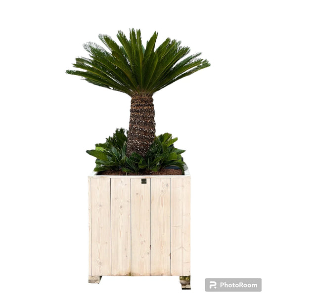 Cycas revoluta - 225cm hoog - in steigerhout pot